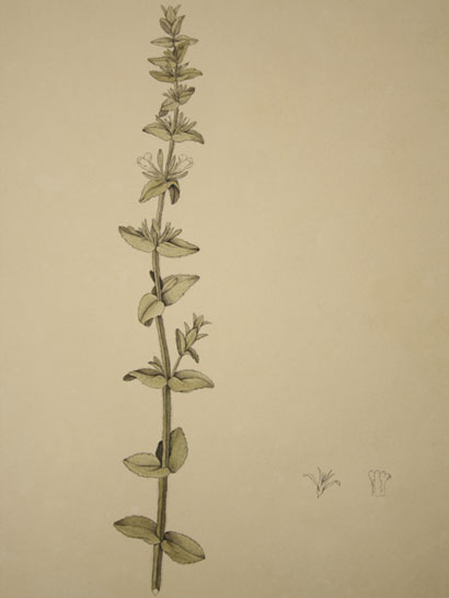 Gratiola_40